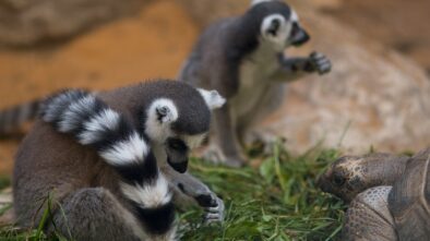 Plzeňská zoo kontroluje zvířata častěji