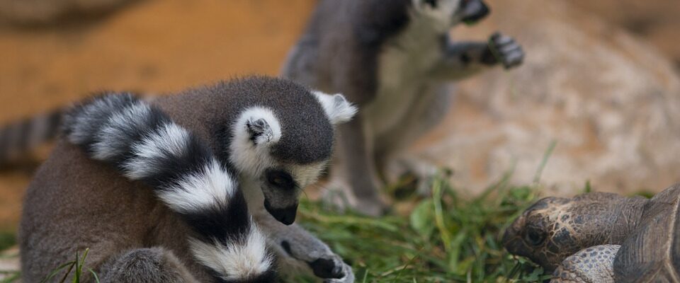 Plzeňská zoo kontroluje zvířata častěji