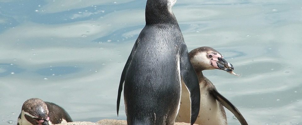 Plzeňská zoologická zahrada