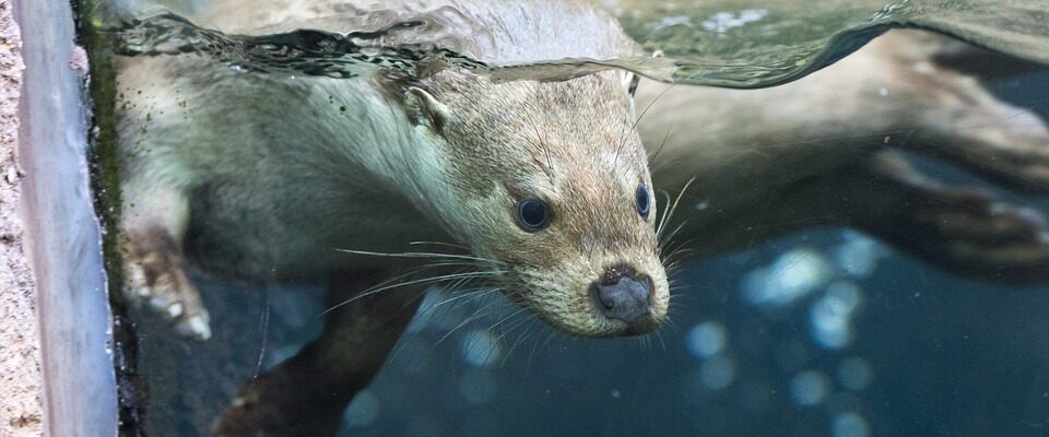 Zoo Plzeň je v provozu i se svými pavilony a vnitřními expozicemi